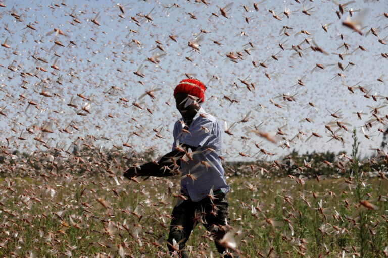 Mees võitleb kõrbetirtsudega Keenias Rumuruti linna lähedal. Teadlaste sõnul muutuvad kliimamuutustest tingitud tirtsunuhtlused Aafrikas üha sagedasemaks. Foto: Reuters/Scanpix

